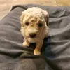Angie Aceituno Casta - @angieaceituno21 - TikTok
