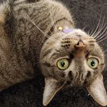 Angela Akers - @petvibes317 - Instagram