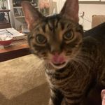 Angela Attardo - @angela.attardo.50 - Instagram