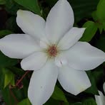 Angela Capps - Facebook