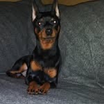 Angel Causby - @deadshotshowdog - Instagram