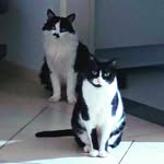 Cauby & Ângela Cats - @cauby_angela_cats - Instagram