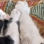 Cauby & Ângela Maria_Cats - @cauby.angela - Instagram