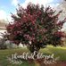 Angela Cavender - Facebook