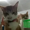 Angela Chew - @angela.chew4822 - TikTok
