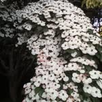 angela clune - @angelaclune4990 - Instagram