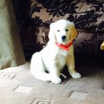Angela Cooke - @buddy_the_great_golden - Instagram