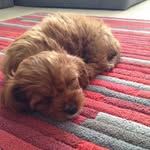 Angela Cornwell - @cornwella4 - Instagram