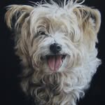 Angela Davidson - @angela.davidson.animal.art - Instagram