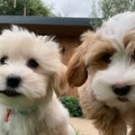 Angel & Digby - @angelanddigby - Instagram