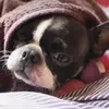 Angela Dillman - @angela.dillman - TikTok