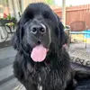 Angela Dahmen - @angeladahmen - TikTok