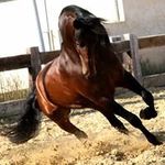 Angel Euresti Perez - @angeleurestiperez - Instagram