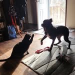 Angel Eversole - @stealth_dragon724 - Instagram