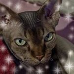 Angela Eves - @lacefabadaha7826 - Instagram