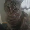angelaflint33 - @angelaflint33 - TikTok
