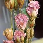 Angela Rodrigues - @angela_floral345 - Instagram