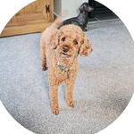 Angela Groom - @groom_angela - Instagram