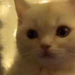 Angela Hamill - @angiethetwig - Instagram