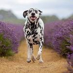 Angela Hay - @wetnosephotography - Instagram