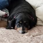 Angela Jamerson - @adoodlebuug - Instagram