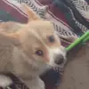angelajaquith - @thepuppydj - TikTok