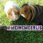 Angel💚 und Jumper💙 - @meinemeerlis - Instagram