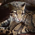 Angela LaFond - @the_dragon_kitten - Instagram