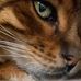 Angela Lash - Facebook