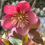 Angela Laughter - @slowfaithwellness - Instagram