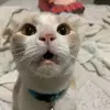 angelalevano22 - @angelalevano22 - TikTok