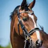 Angela Mackenzie - @amkdressage - TikTok