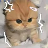 {GELA} - @angela.mers - TikTok