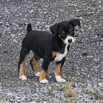 Angela Mecham-Smith - @angelas_klever_k9s - Instagram