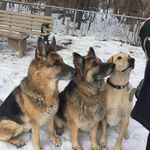 Angela Noble - @pawznbiscuitsdogwalking - Instagram