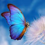 Angela Pardi - Facebook