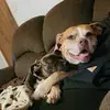 Nicole Angela Pieper - @nicthedogmom - TikTok