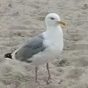 saraangelapieper - @saraangelapieper - TikTok