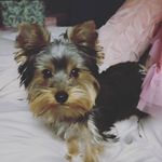 Angela Prentice - @angiepren06 - Instagram