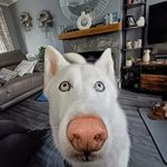 Anj Prentice - @angelaprentice - Instagram