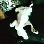 Angela Rice - @echo_theowocat - Instagram