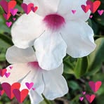Angela Scheu - Facebook