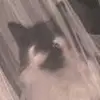 Angela Schonewald - @angelaschonewald - TikTok
