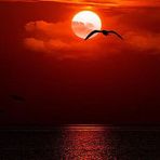 Angela Scimone - Facebook