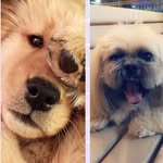 Angel E Scoby Doo - @family.the.dogs - Instagram