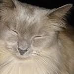 Angela Stacey - @bushnut2008 - Instagram