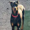 Angela Stacy - @angeladoggiemom - TikTok