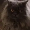 vasssileva5angela - @vasssileva5angela - TikTok