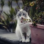 Angela Wen - Facebook