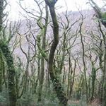 Angela Morley - @angelawildgardens - Instagram